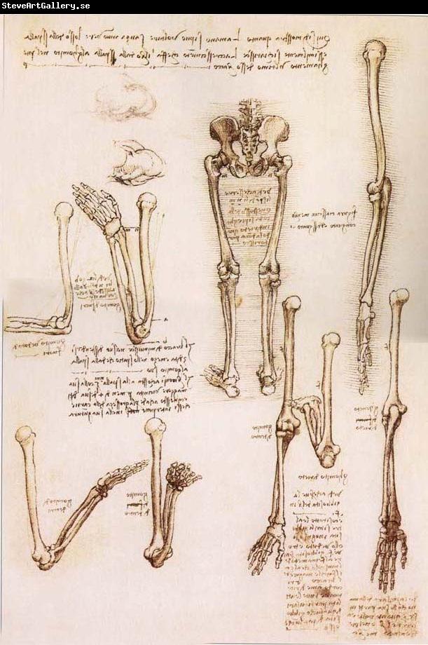 LEONARDO da Vinci Anatomical studies of the basin of the Steibeins and the lower Gliedmaben of a woman and study of the rotation of the arms